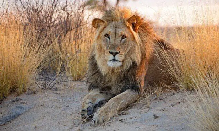 6 Unforgettable Experiences You Shouldn’t Miss In Botswana 1