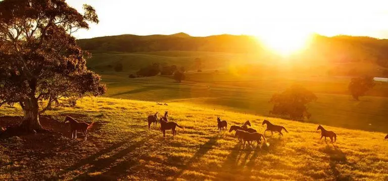 Barossa Valley 2