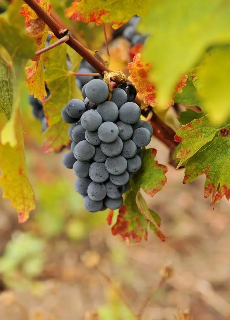 Barossa Valley 3