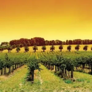 Barossa Valley