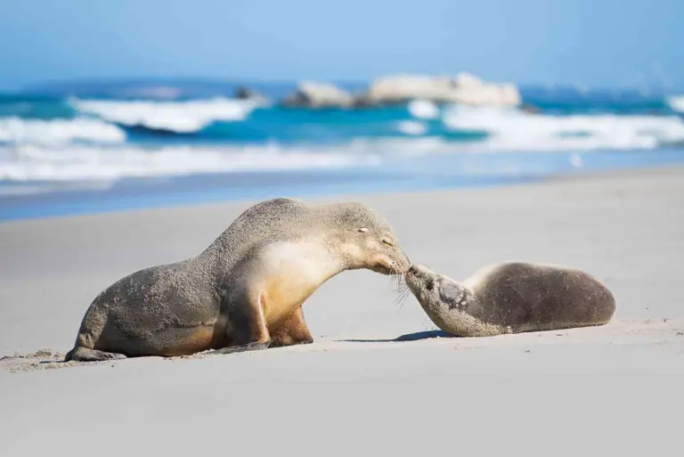 Discover Kangaroo Island – Australia’s Untamed Symbol Of Beauty 3