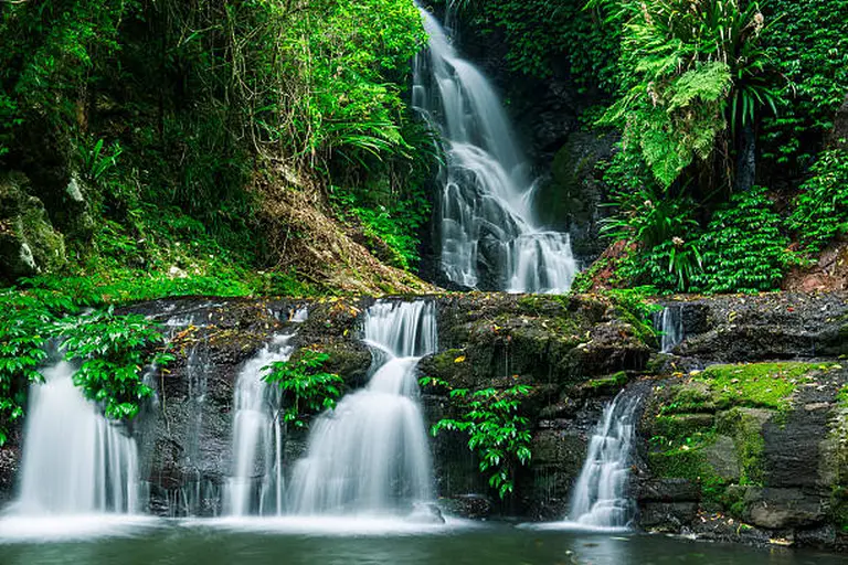Gondwana Rainforests Of Australia 1