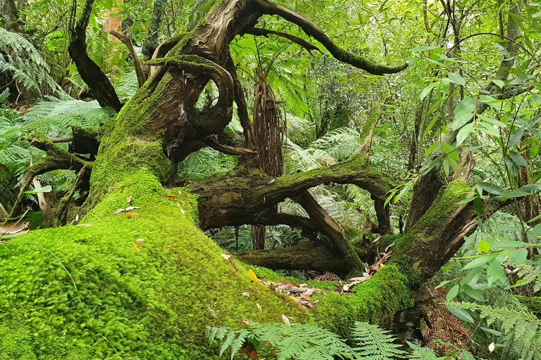 Gondwana Rainforests Of Australia 2
