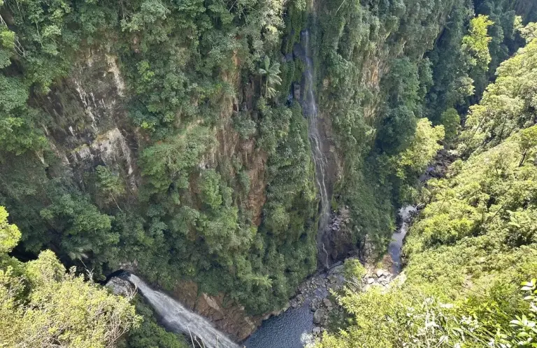 Gondwana Rainforests Of Australia 3