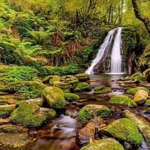 Gondwana Rainforests Of Australia