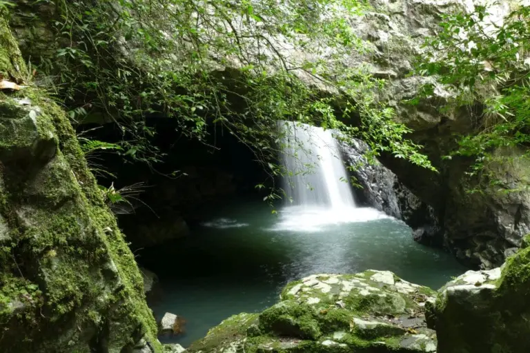Gondwana Rainforests Of Australia 6