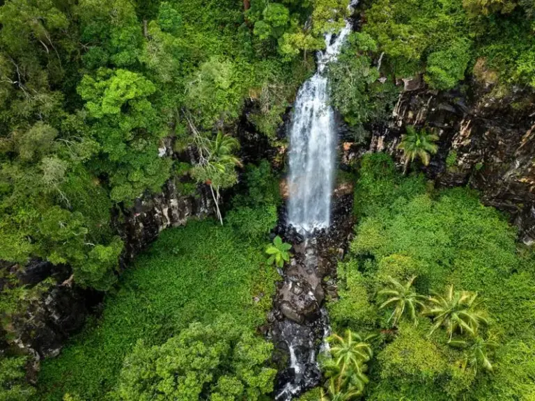 Gondwana Rainforests Of Australia 8