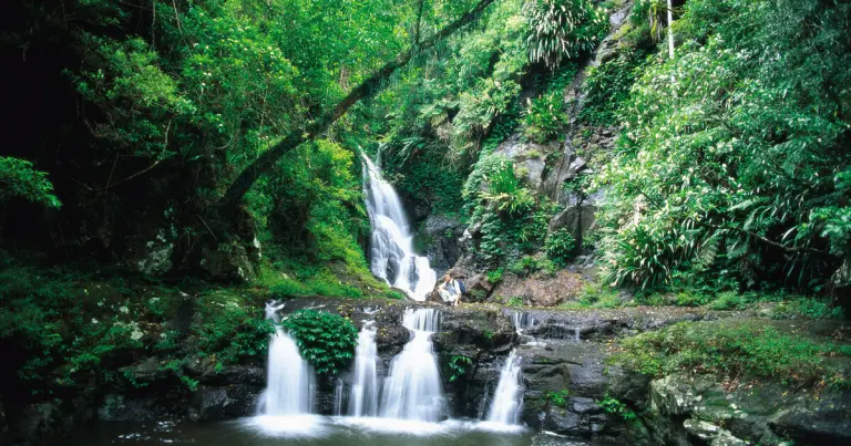 Gondwana Rainforests Of Australia 9