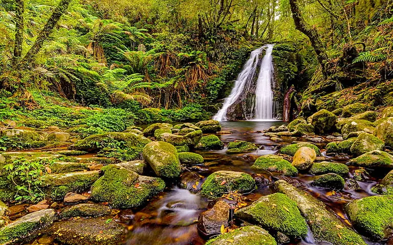 Gondwana Rainforests Of Australia