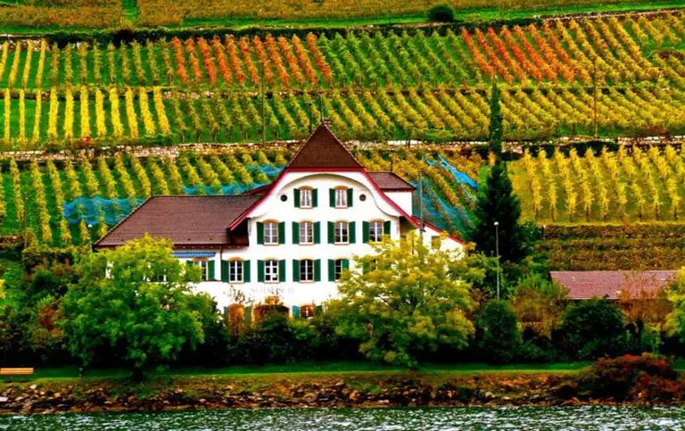 The Endless Vineyards Of Australia 1