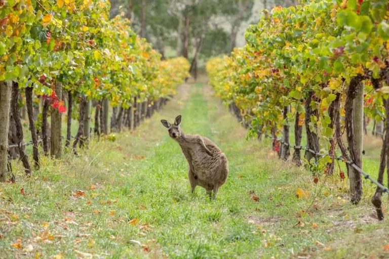 The Endless Vineyards Of Australia 3