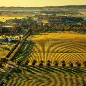 The Endless Vineyards Of Australia