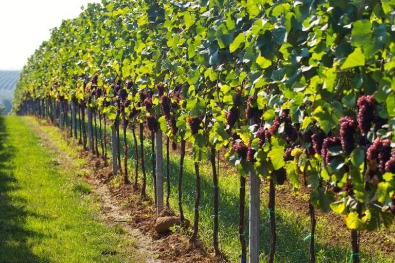 The Endless Vineyards Of Australia 4