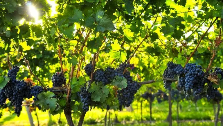 The Endless Vineyards Of Australia 5