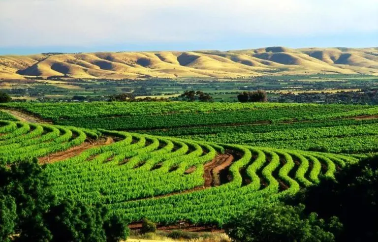 The Endless Vineyards Of Australia 6