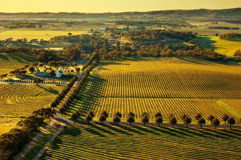 The Endless Vineyards Of Australia