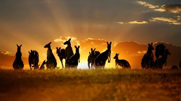 Things You Must Know Before Traveling To Australia 1