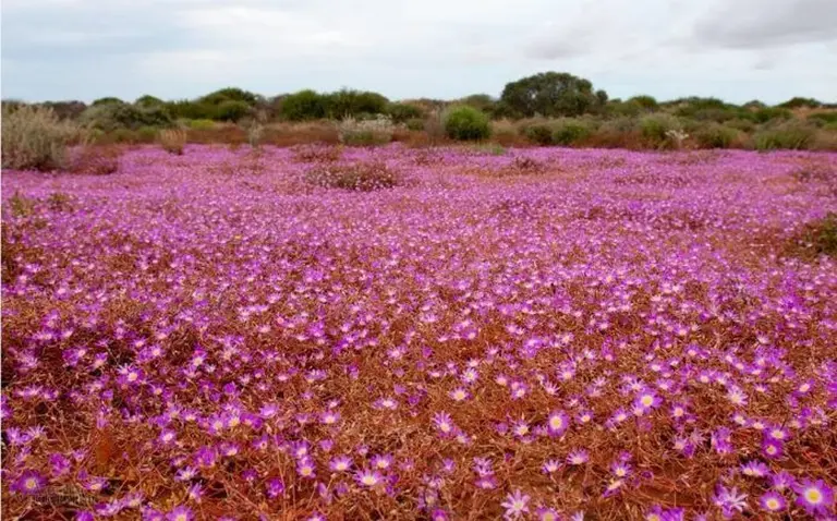 Western Australia In Bloom 1