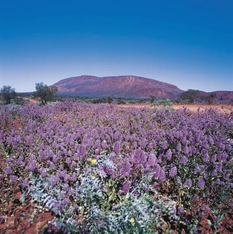 Western Australia In Bloom 2