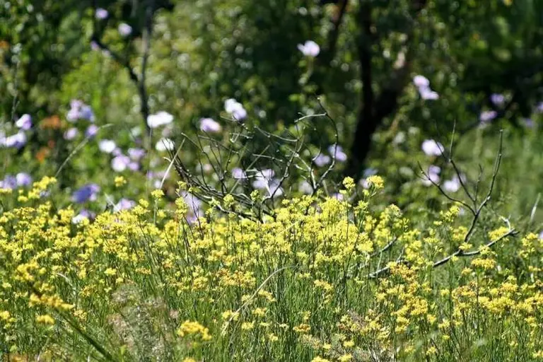 Western Australia In Bloom 3