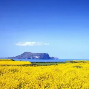 Western Australia In Bloom