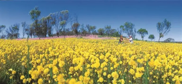 Western Australia In Bloom 4