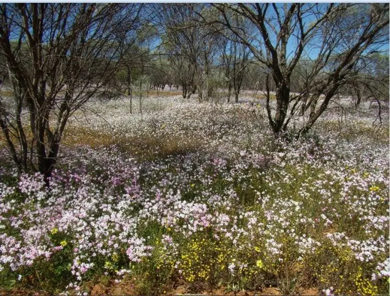 Western Australia In Bloom 5