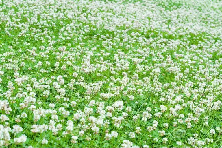 Western Australia In Bloom 6