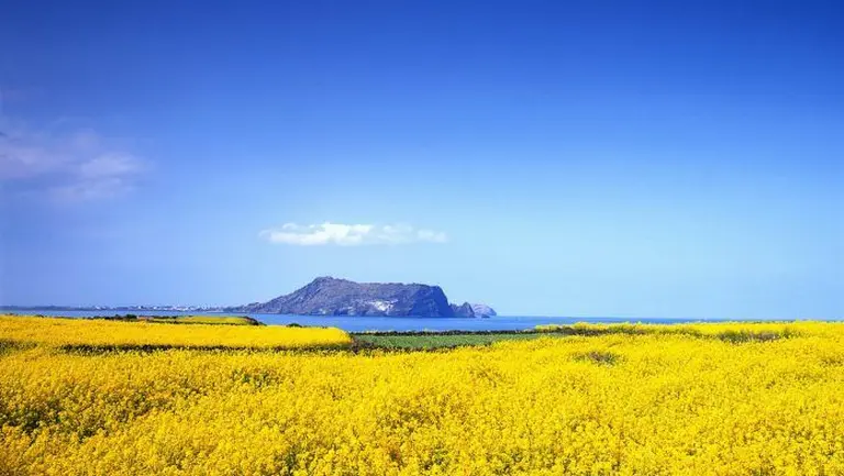 Western Australia In Bloom