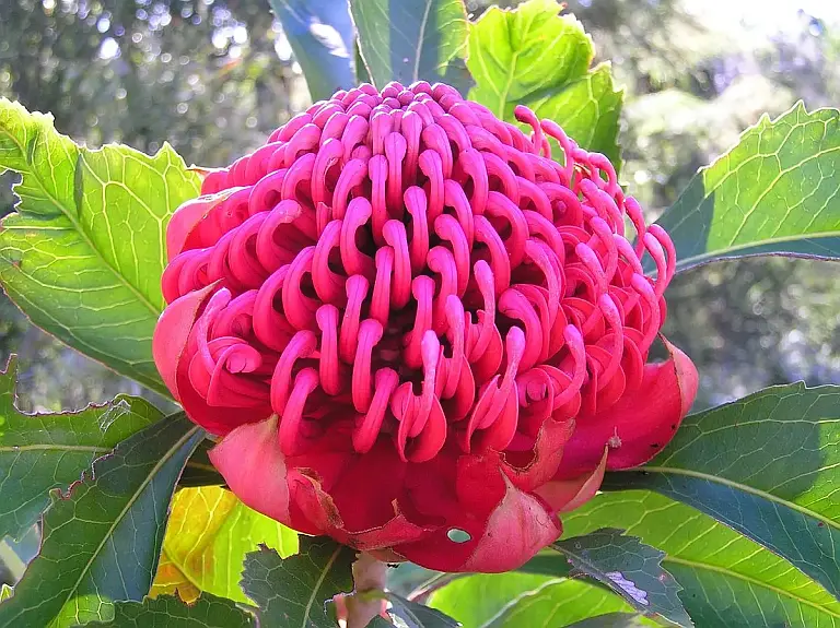 Australia’s Most Beautiful Flower Seasons 10