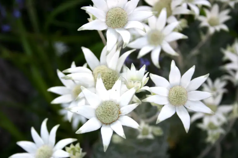 Australia’s Most Beautiful Flower Seasons 11