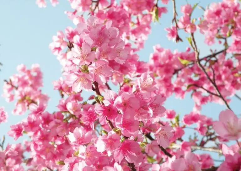Australia’s Most Beautiful Flower Seasons 2