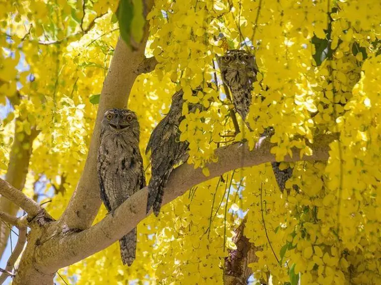 Australia’s Most Beautiful Flower Seasons 3