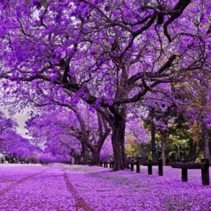 Australia’s Most Beautiful Flower Seasons