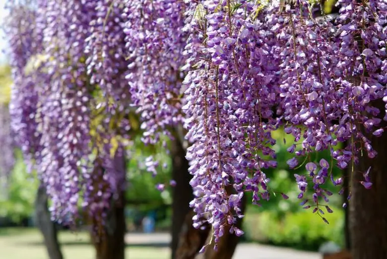 Australia’s Most Beautiful Flower Seasons 4
