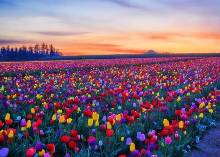 Australia’s Most Beautiful Flower Seasons 5