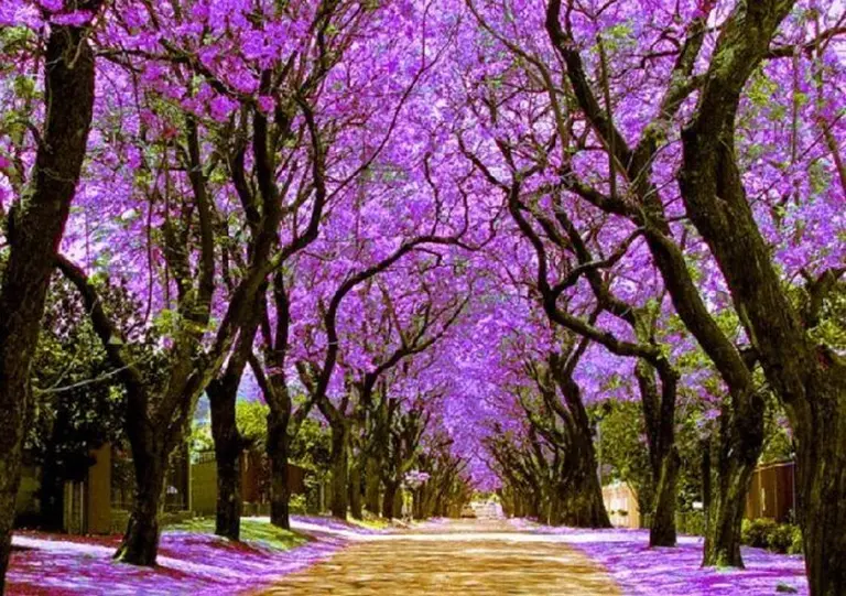 Australia’s Most Beautiful Flower Seasons 6