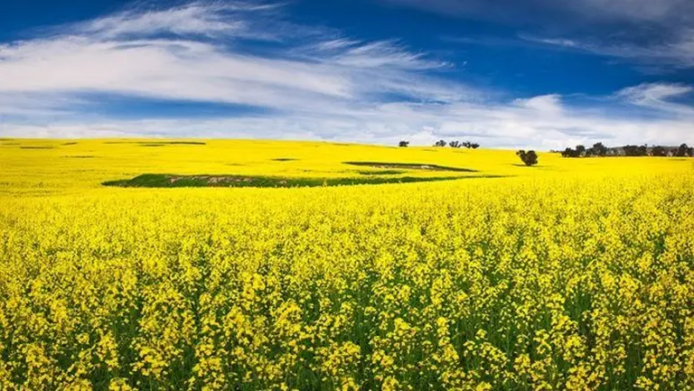 Australia’s Most Beautiful Flower Seasons 7