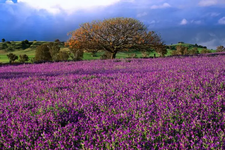 Australia’s Most Beautiful Flower Seasons 8