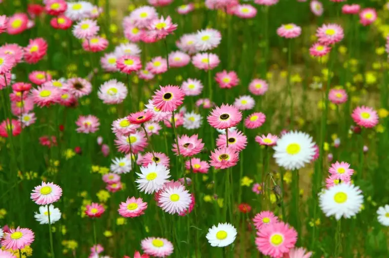 Australia’s Most Beautiful Flower Seasons 9