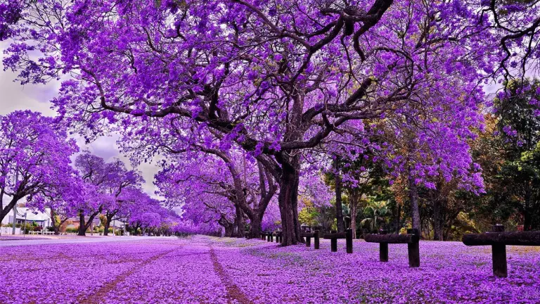 Australia’s Most Beautiful Flower Seasons