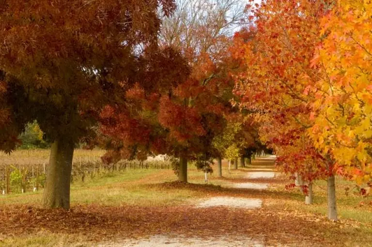 Explore The Colorful Beauty Of Australia Through The Four Seasons 5