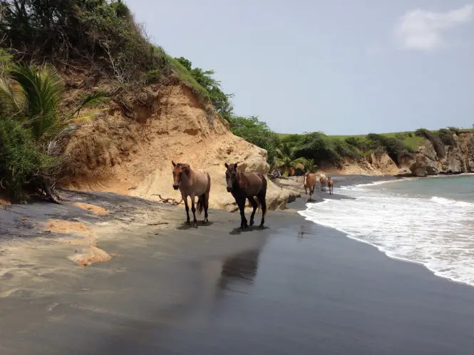 Playa Negrita in Puerto Rico