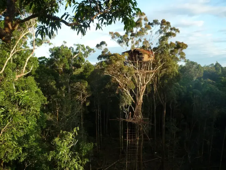 The Korowai People The Only Tribe In The World That Lived In The Korowai People The Only Tribe In The World That Lived In