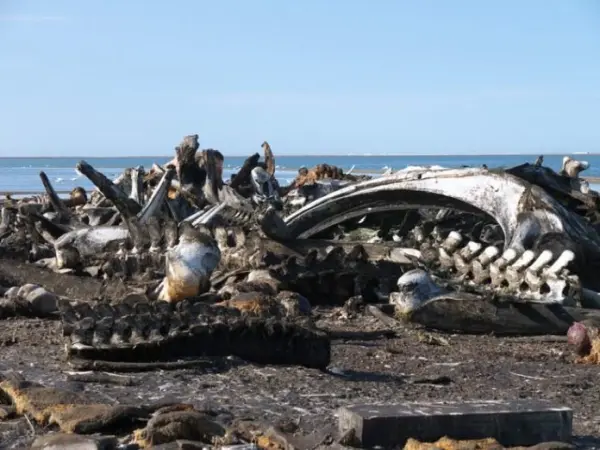 Whale Bone Alley 3