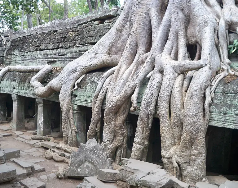 The Temple Engulfed By Trees In Cambodia 1