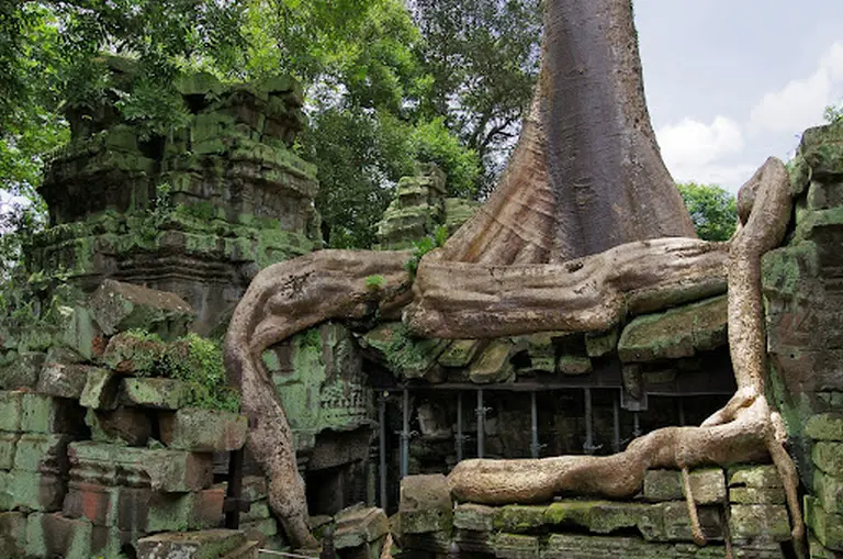 The Temple Engulfed By Trees In Cambodia 10