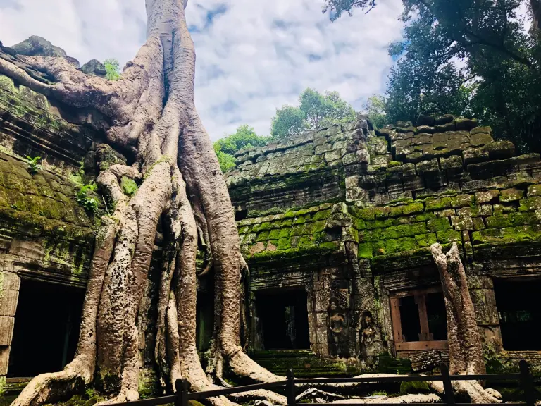 The Temple Engulfed By Trees In Cambodia 3