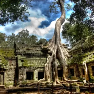 The Temple Engulfed By Trees In Cambodia