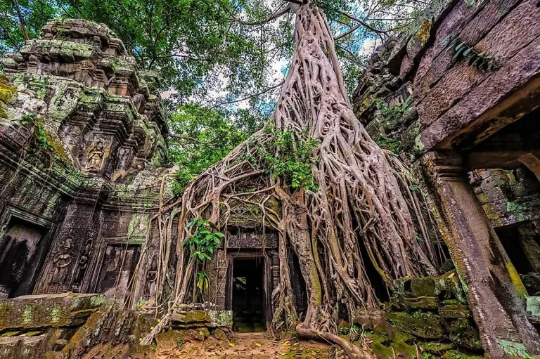 The Temple Engulfed By Trees In Cambodia 5